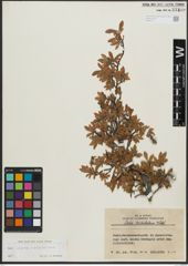 Foto von Salix alpina Scop. x Salix kitaibeliana Willd.